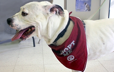 Dog with Adopt Me Bandana